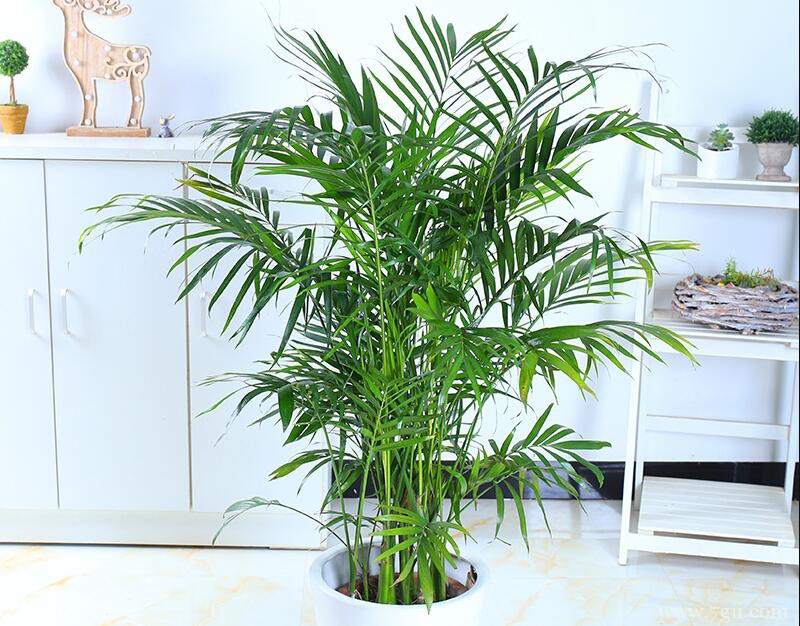 散尾葵可以插水里养殖吗？