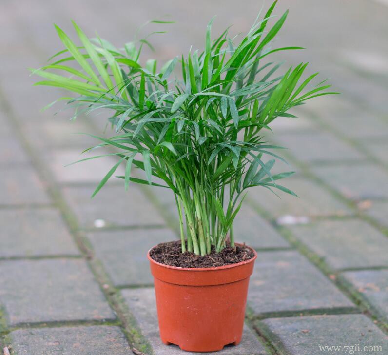 散尾葵可以插水里养殖吗？