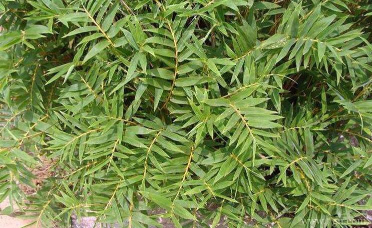 散尾葵和凤尾竹有什么区别？