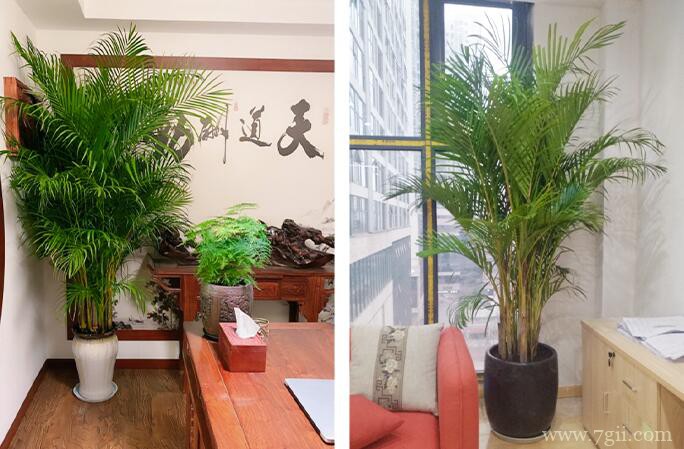 散尾葵怎么养殖？散尾葵的养殖方法和注意事项