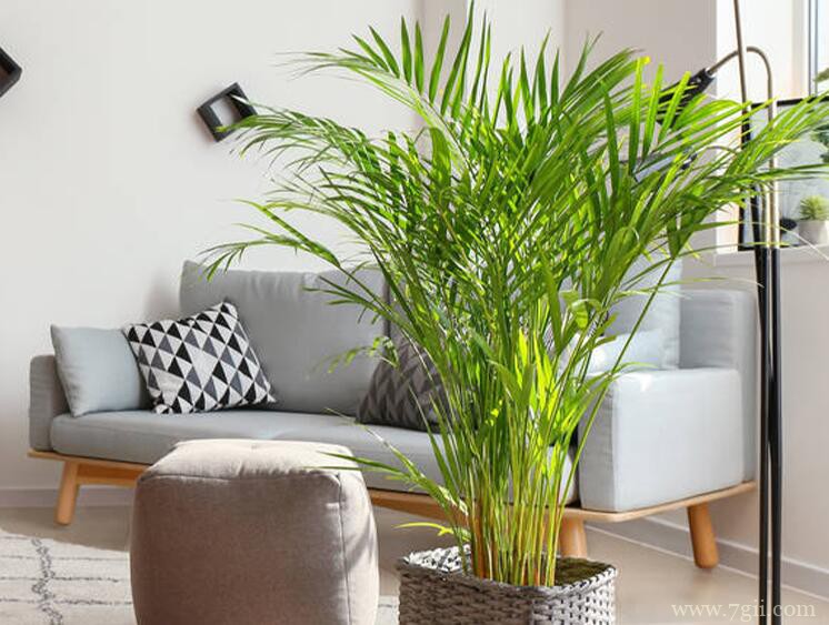 散尾葵怎么养殖？养殖散尾葵需要注意什么？