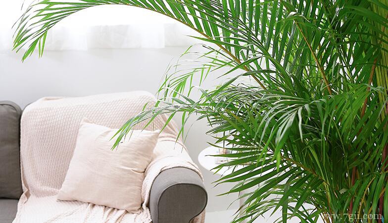 散尾葵怎么修剪？散尾葵的修剪方法