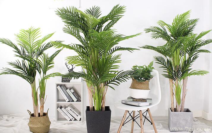 散尾葵怎么修剪？散尾葵的修剪方法