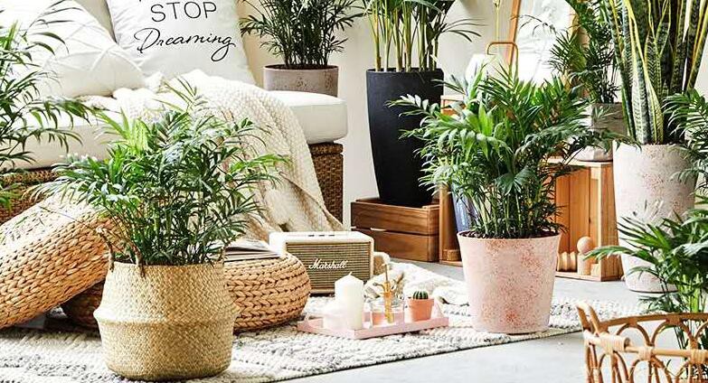 散尾葵叶片干枯的原因及解决方法