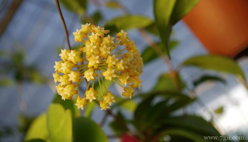 球兰怎么扦插繁殖？球兰的扦插繁殖方法