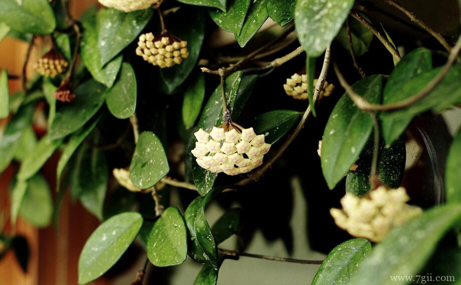 球兰怎么扦插繁殖？球兰的扦插繁殖方法