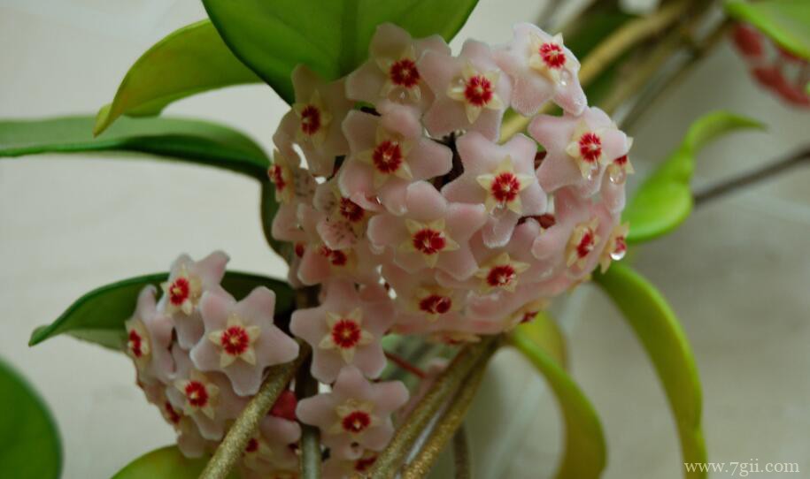 球兰有毒吗？球兰是无毒。