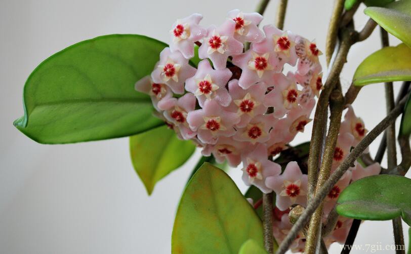 球兰有毒吗？球兰是无毒。