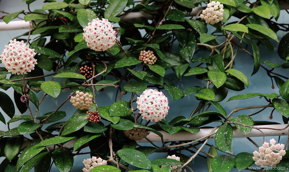 球兰有毒吗？球兰是无毒。