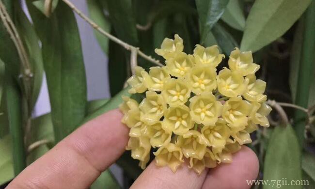 球兰叶子发黄的原因及解决方法