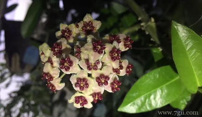 球兰叶子发黄的原因及解决方法