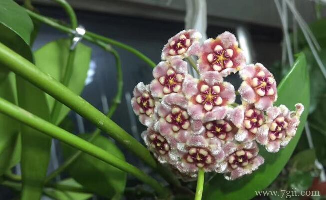 球兰怎么施肥？球兰花春夏秋冬施肥方法