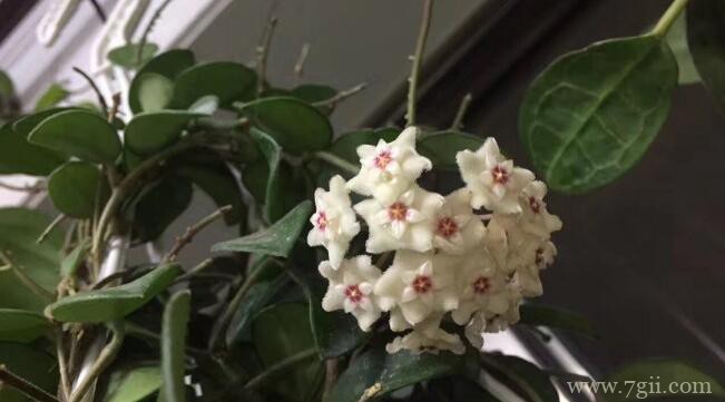 球兰叶子长白斑怎么办？