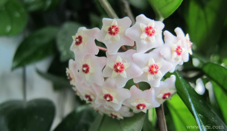 球兰叶子变薄变皱怎么办？球兰叶子变薄变皱的原因