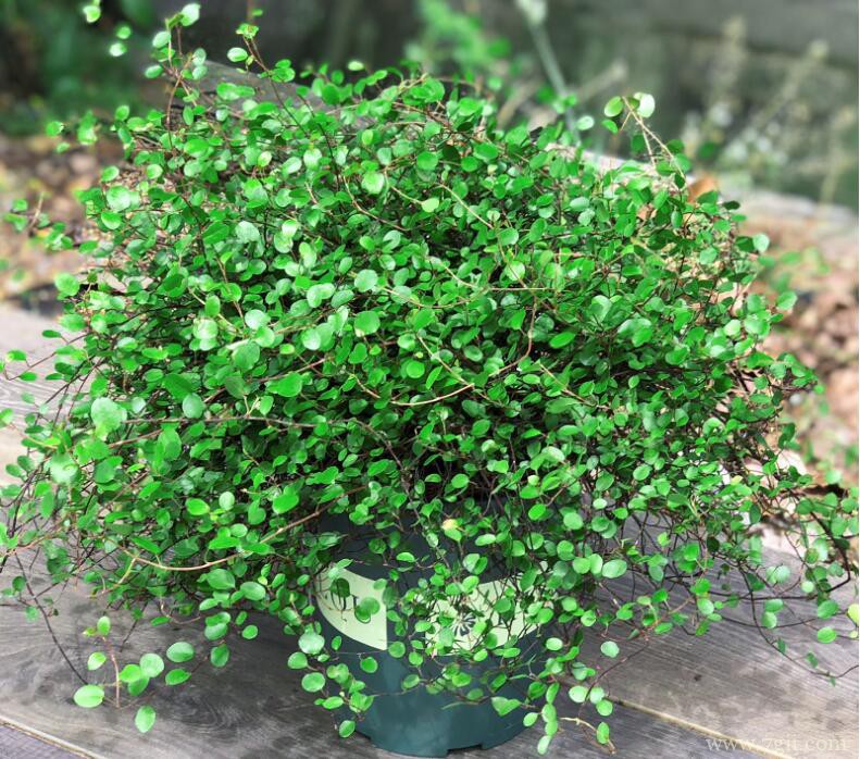 千叶吊兰怎么养殖？千叶吊兰的养殖方法和注意事项