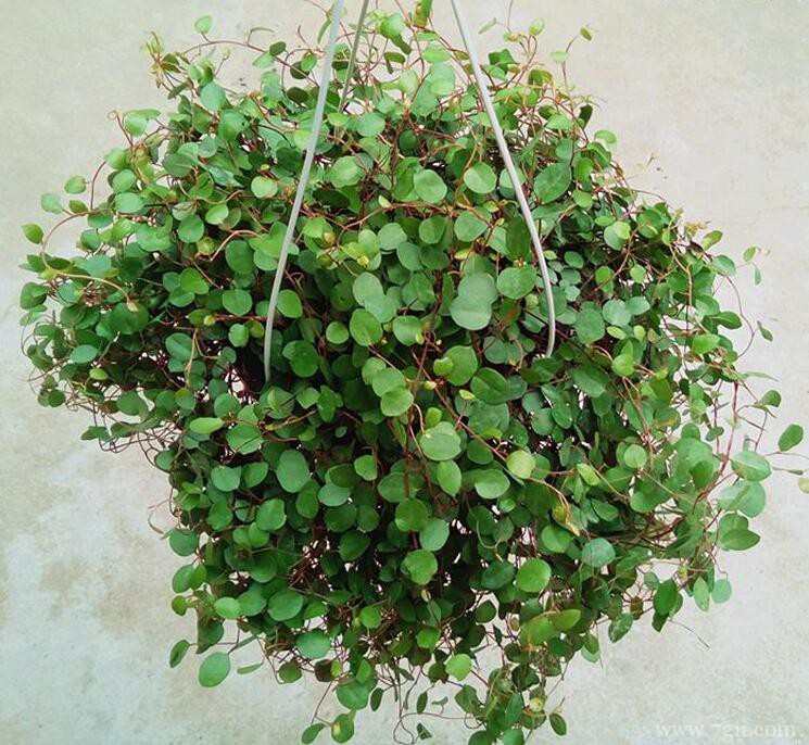 千叶吊兰怎么养殖？千叶吊兰的养殖方法和注意事项