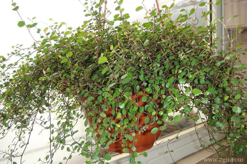 千叶吊兰怎么养殖？千叶吊兰的养殖方法和注意事项