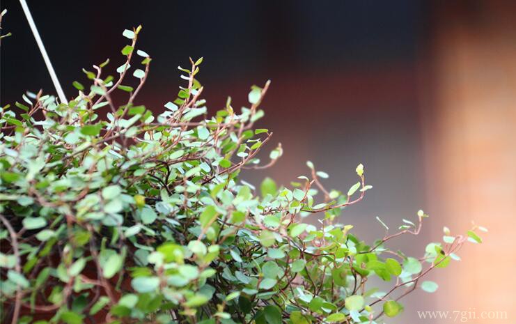 千叶吊兰怎么过冬？千叶吊兰过冬的方法