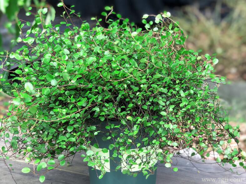 千叶吊兰怎么过冬？千叶吊兰过冬的方法