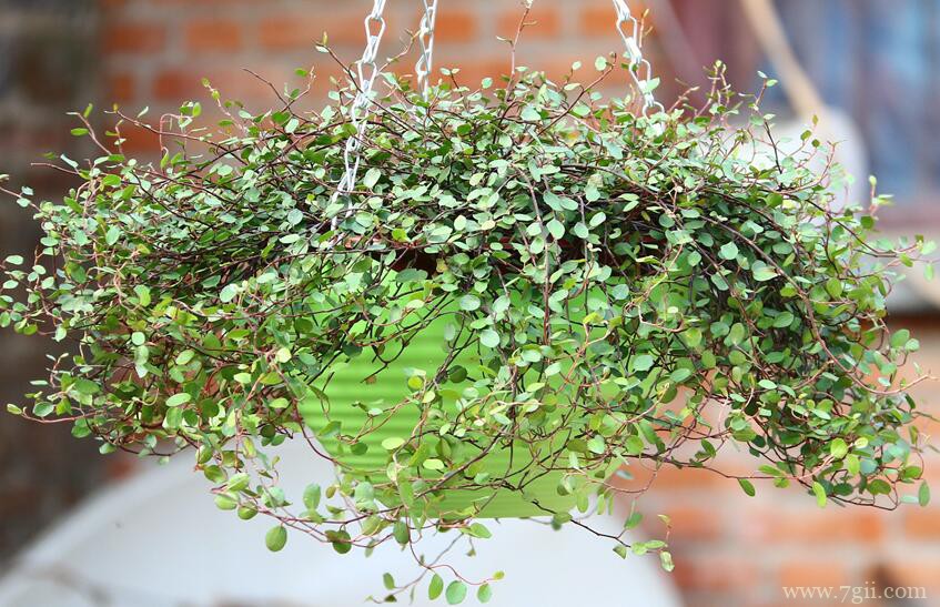 千叶吊兰的病虫害及其防治方法