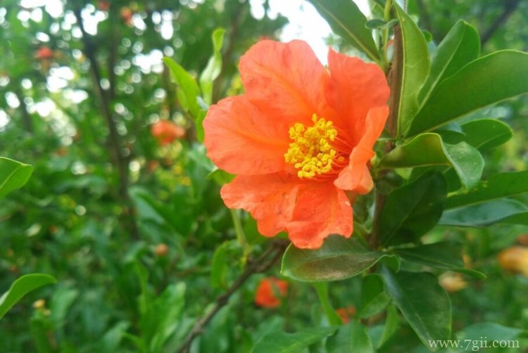 枣庄市的市花是什么？