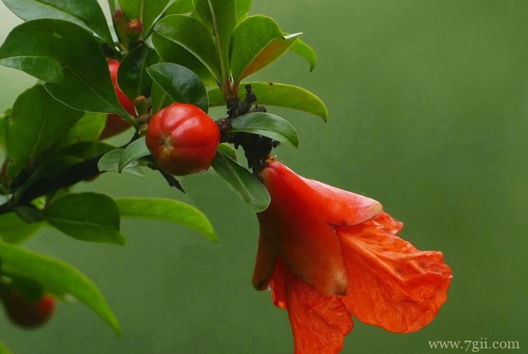 枣庄市的市花是什么？