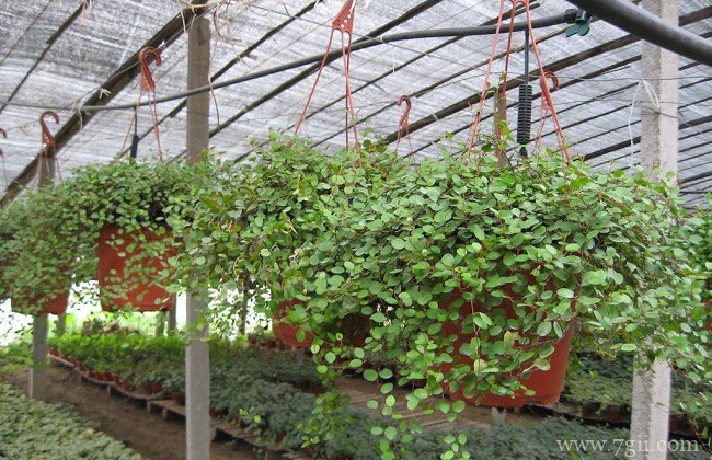 千叶吊兰叶片变黄怎么办？千叶吊兰叶片发黄的原因