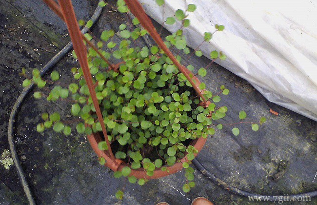 千叶吊兰叶片变黄怎么办？千叶吊兰叶片发黄的原因