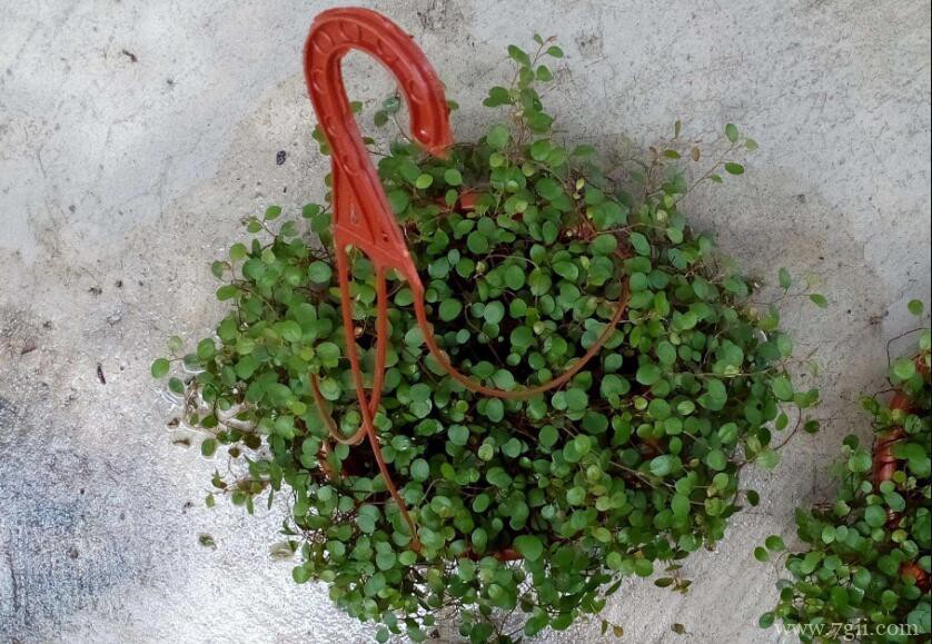 千叶吊兰叶片变黄怎么办？千叶吊兰叶片发黄的原因