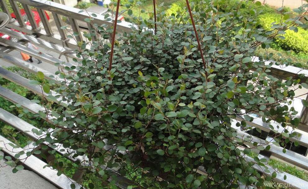 千叶吊兰叶片变黄怎么办？千叶吊兰叶片发黄的原因