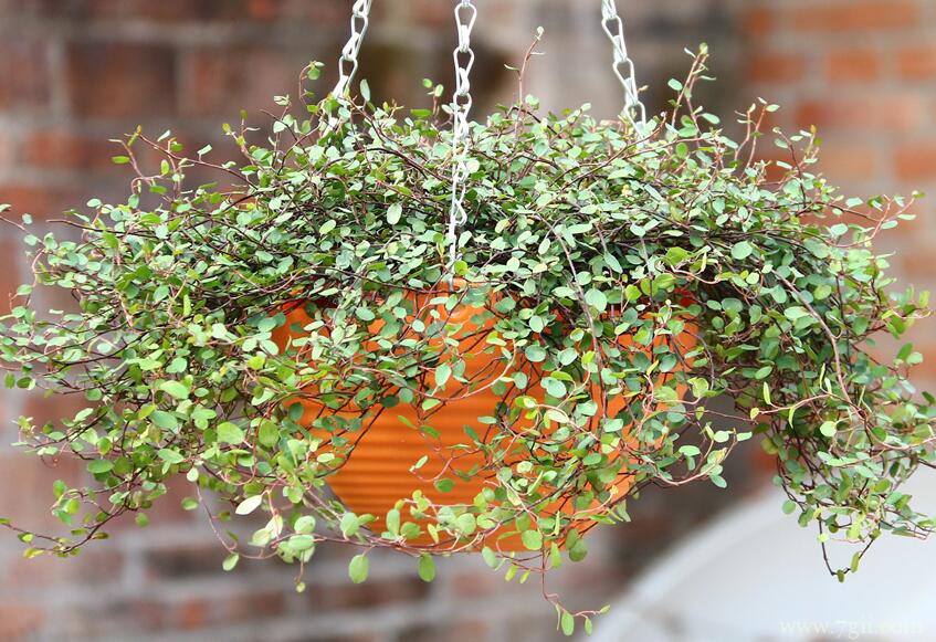 千叶吊兰叶片变黄怎么办？千叶吊兰叶片发黄的原因