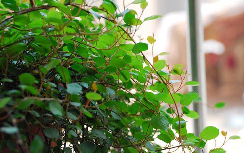 千叶吊兰叶片变黄怎么办？千叶吊兰叶片发黄的原因