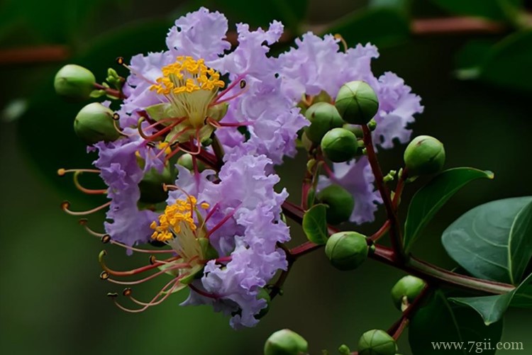 泰安市的市花是什么？