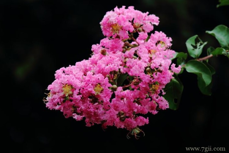 泰安市的市花是什么？