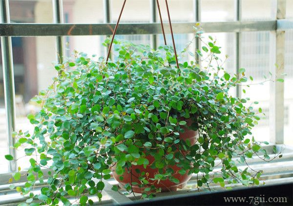 千叶吊兰怎么养殖？千叶吊兰养殖方法