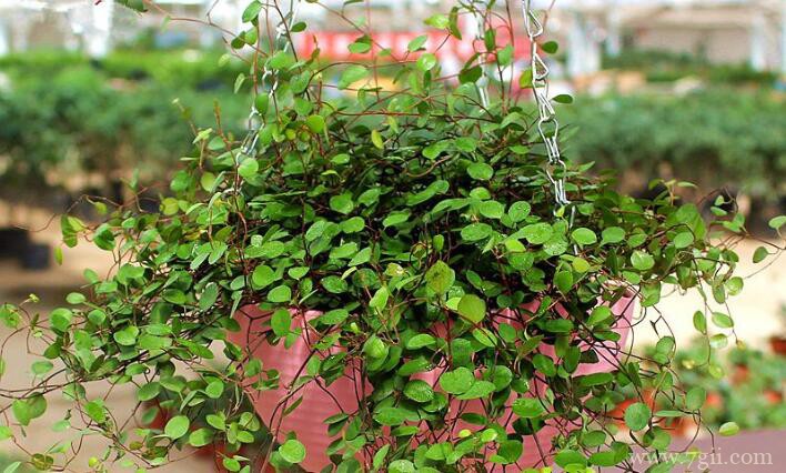 千叶吊兰怎么养殖？千叶吊兰养殖方法