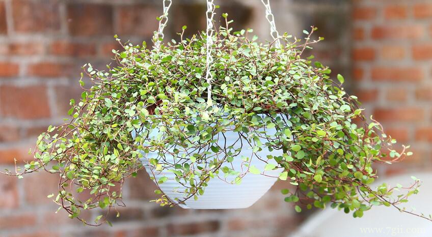 千叶吊兰怎么养殖？千叶吊兰养殖方法