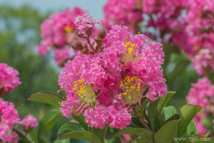 泰安市适合养什么花？