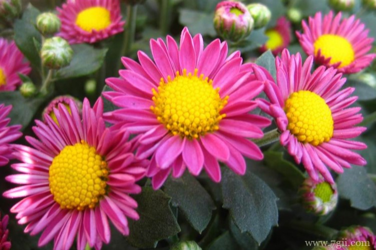 泰安市适合养什么花？