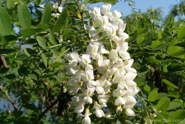 泰安市适合养什么花？