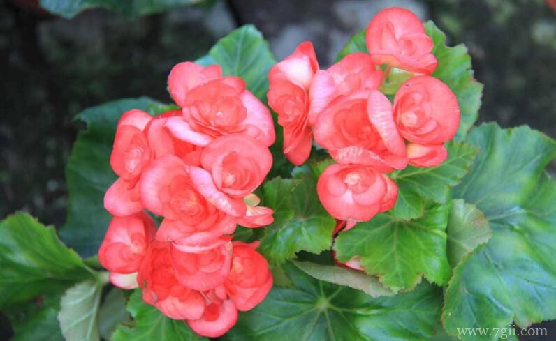 四季海棠的图片大全，四季海棠高清图片！
