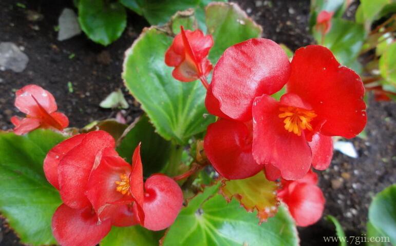 四季海棠的图片大全，四季海棠高清图片！