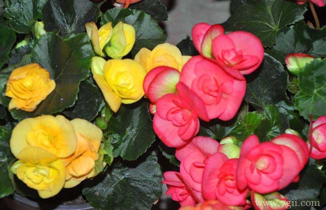 四季海棠的图片大全，四季海棠高清图片！