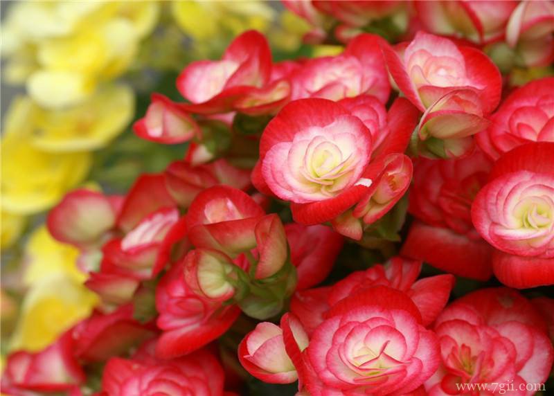 四季海棠的图片大全，四季海棠高清图片！