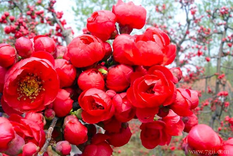临沂市的市花是什么？
