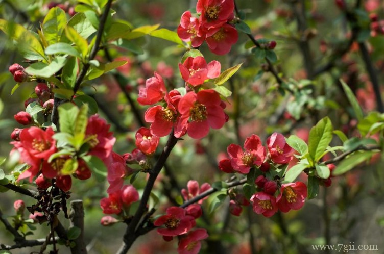 临沂市的市花是什么？