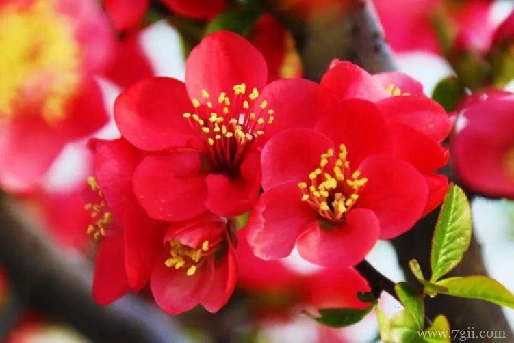 临沂市的市花是什么？