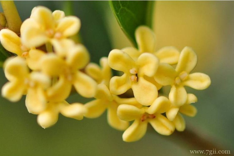 临沂市适合养什么花？