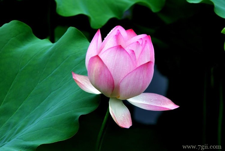 临沂市适合养什么花？