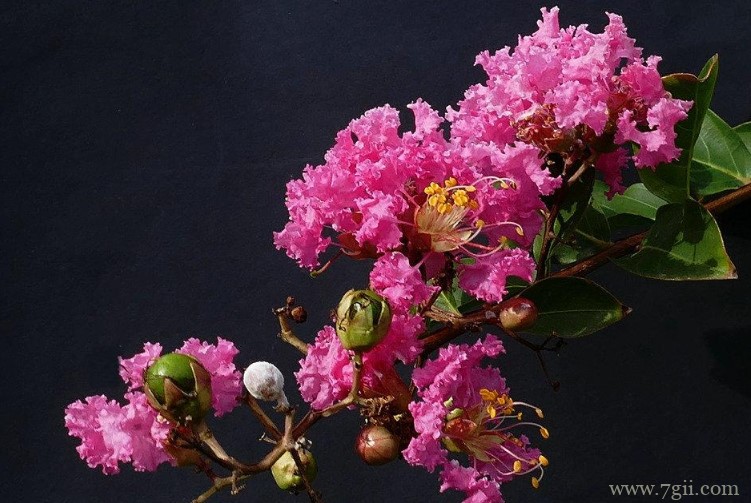 临沂市适合养什么花？